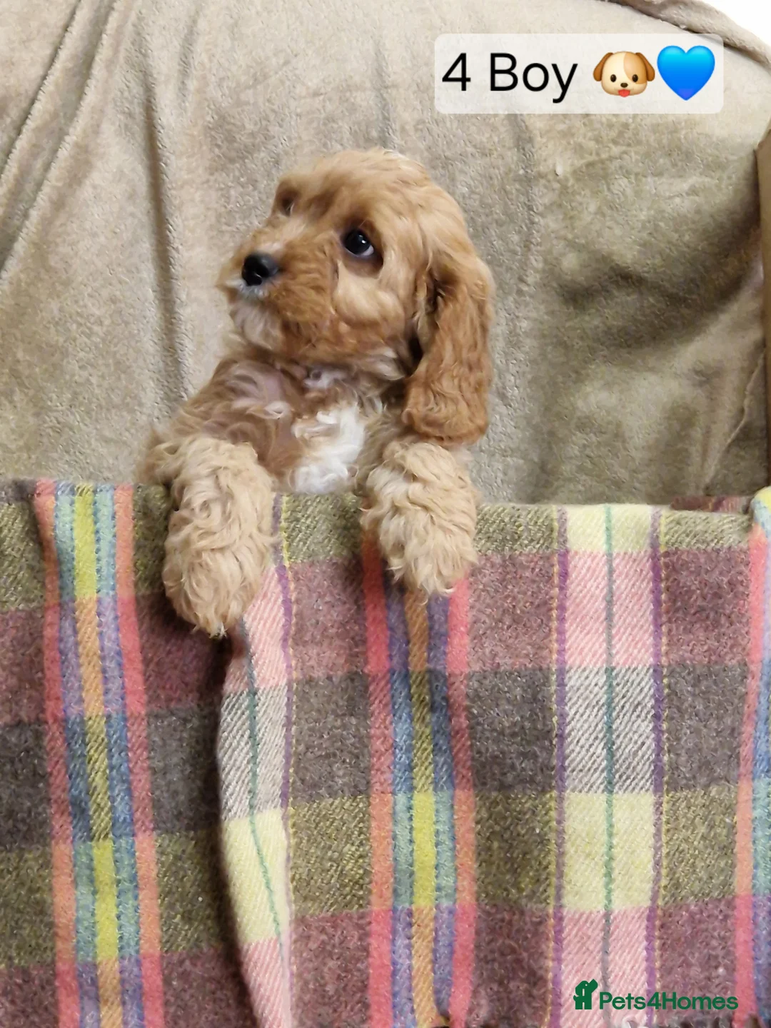 Cavapoo dogs for sale: Cavapoo Bundles of Joy 🥰 - Advert 9