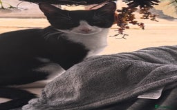 British Shorthair cats for sale: 8 month old Kitten Looking to be rehomed - Image 5