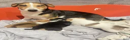 Jack Russell dogs for sale: Jack Russell  - Advert 8
