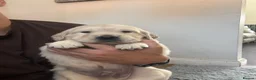 Golden Retriever dogs for sale: Golden Retiever puppies  - Advert 9