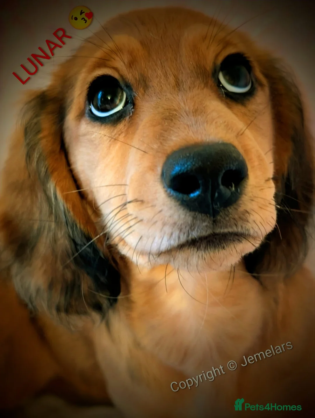 Miniature Dachshund dogs for sale: MINIATURE DACHSHUND ENGLISH CREAM LONG HAIR PUPPY  - Advert 13