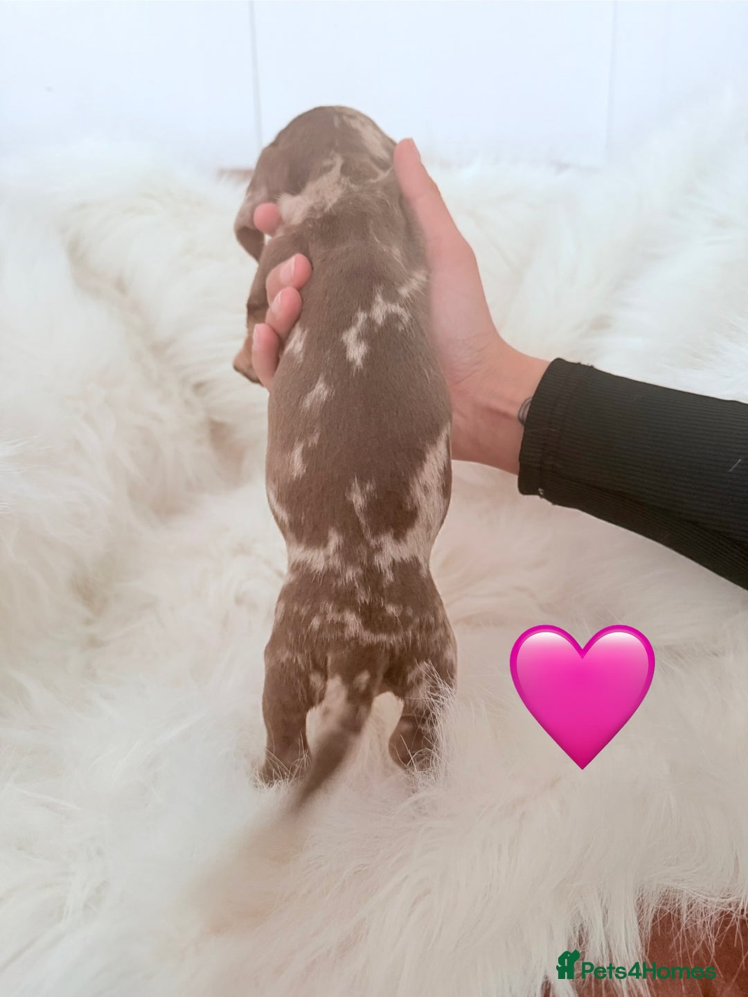 Miniature Dachshund dogs for sale: Stunning litter of Dapples 5 ⭐ Licensed Breeder - Image 6