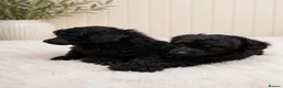 Toy Poodle dogs for sale: Toy poodle  - Advert 8