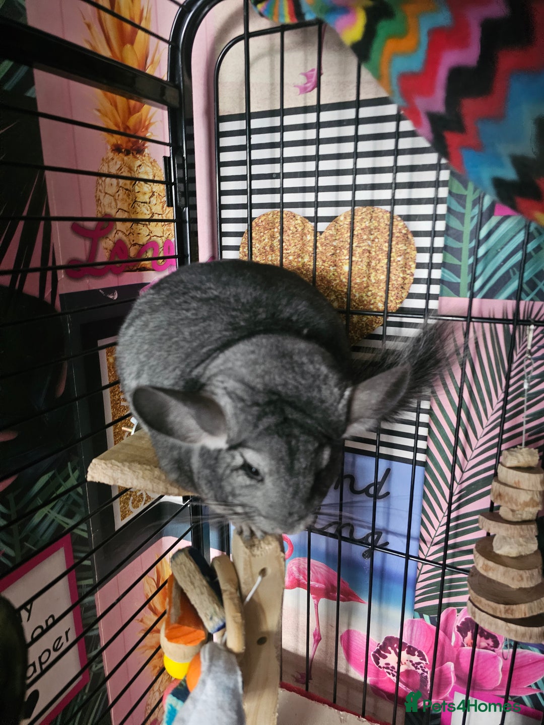 Chinchilla rodents for sale: Lovely sister chinchillas - Image 4