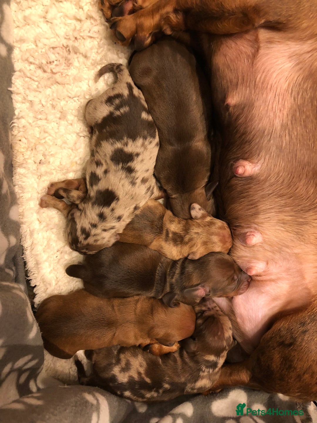 Miniature Dachshund dogs for sale: Smooth Miniature Daschund puppies  - Advert 3