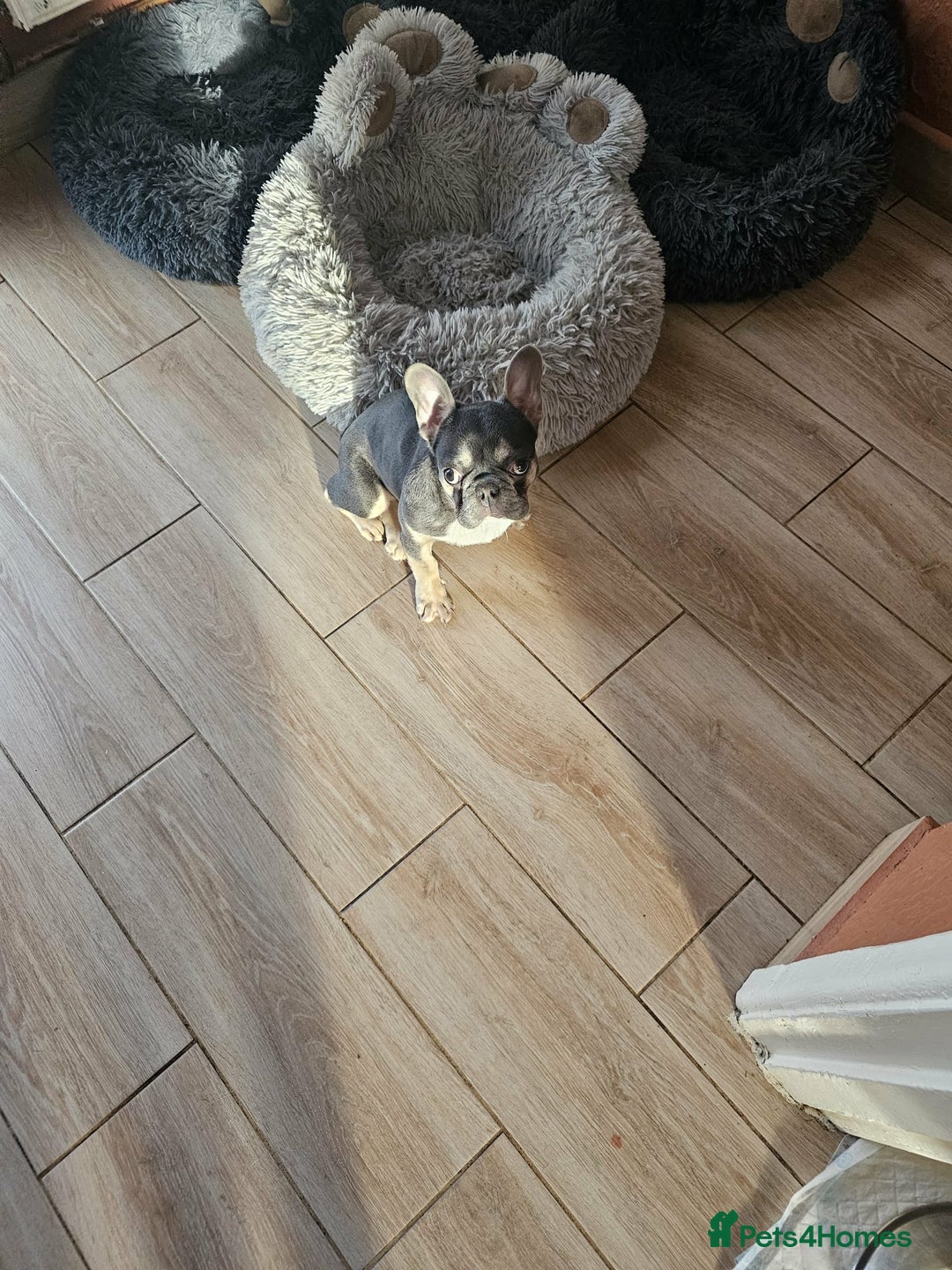 French Bulldog dogs for sale: 6 Month Old French Bulldog Looking for a Home - Advert 8