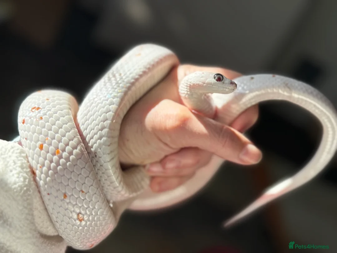 Corn Snake reptiles for sale: Corn Snake, male, Palmetto - Advert 5