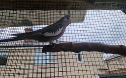 Cockatiels birds for sale: 2x baby cockatiels for sale £100 each - Image 7