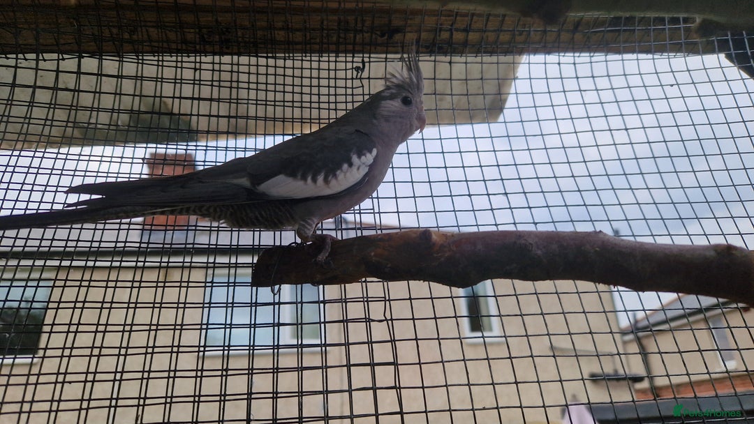 Cockatiels birds for sale: 2x baby cockatiels for sale £100 each - Image 7