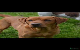 Labrador Retriever dogs for sale: FOX RED LABRADOR PUPPIES  - Image 4