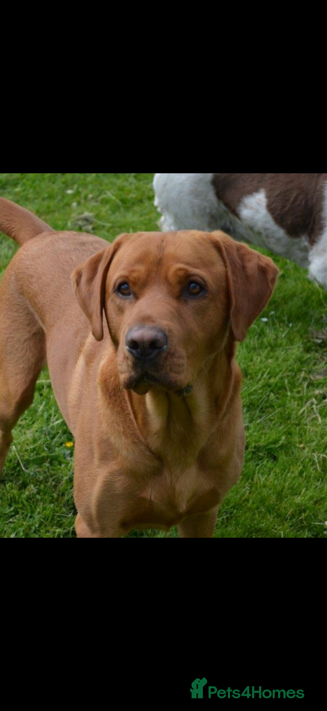 Labrador Retriever dogs for sale: FOX RED LABRADOR PUPPIES  - Image 4