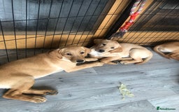 Labrador Retriever dogs for sale: beautiful Labrador girls for sale - Image 1