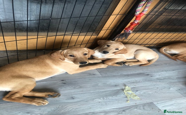Labrador Retriever dogs - Advert 2