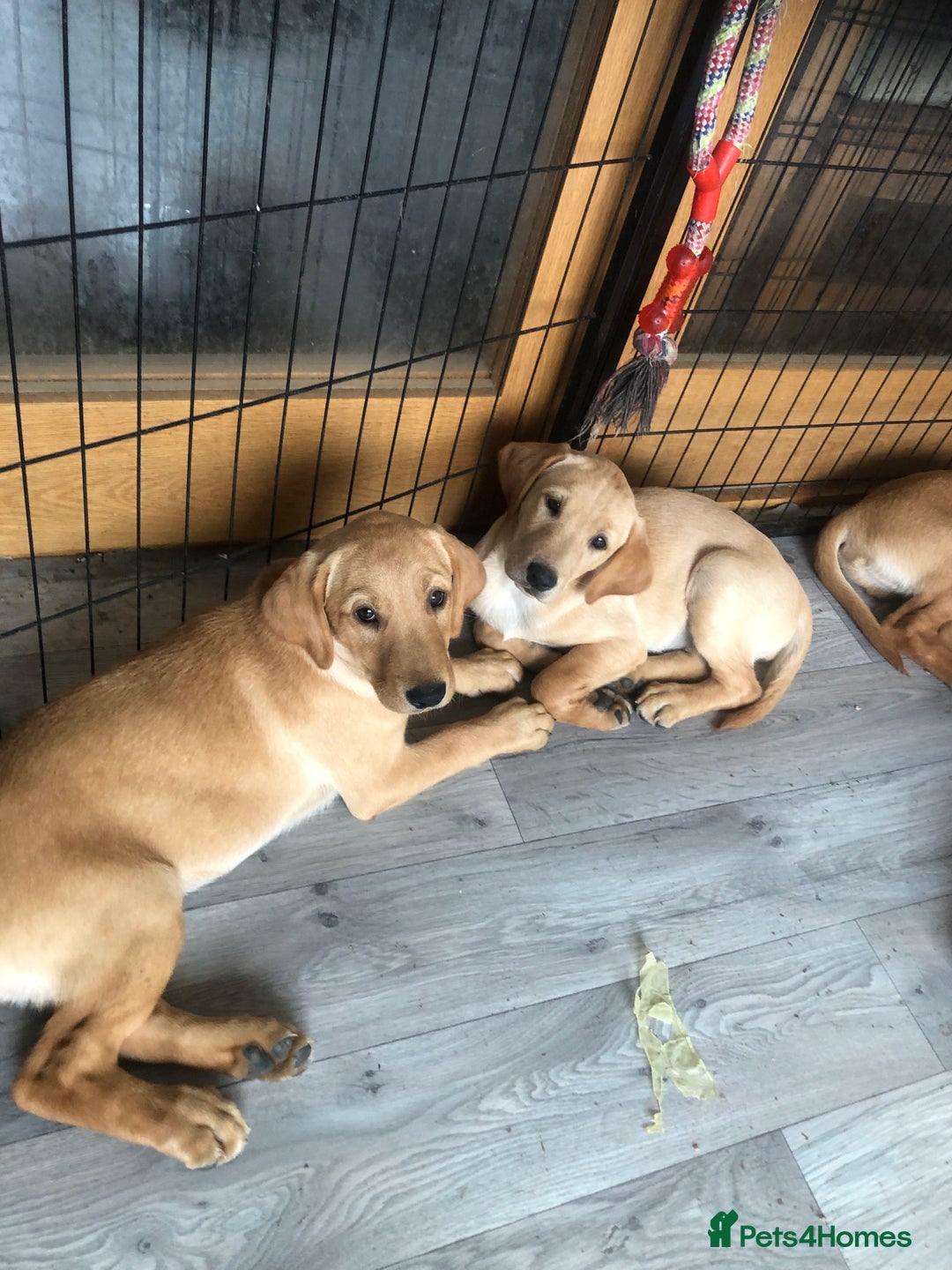 Labrador Retriever dogs for sale: beautiful Labrador girls for sale - Image 1