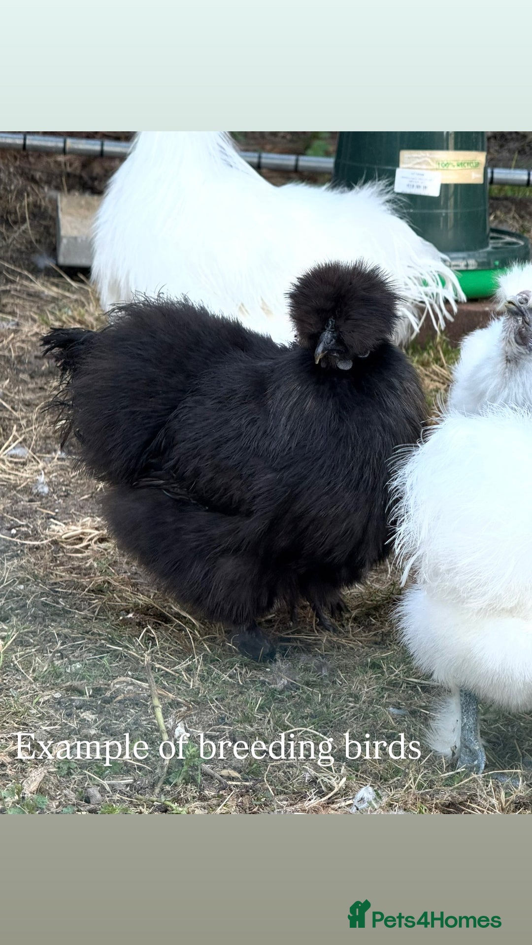 Chickens poultry for sale: ⭐️Silkie chicks and hatching eggs⭐️ - Advert 6