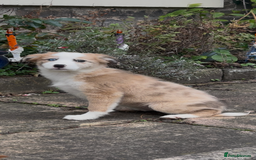 Border Collie dogs for sale: The Best Available  - Image 2