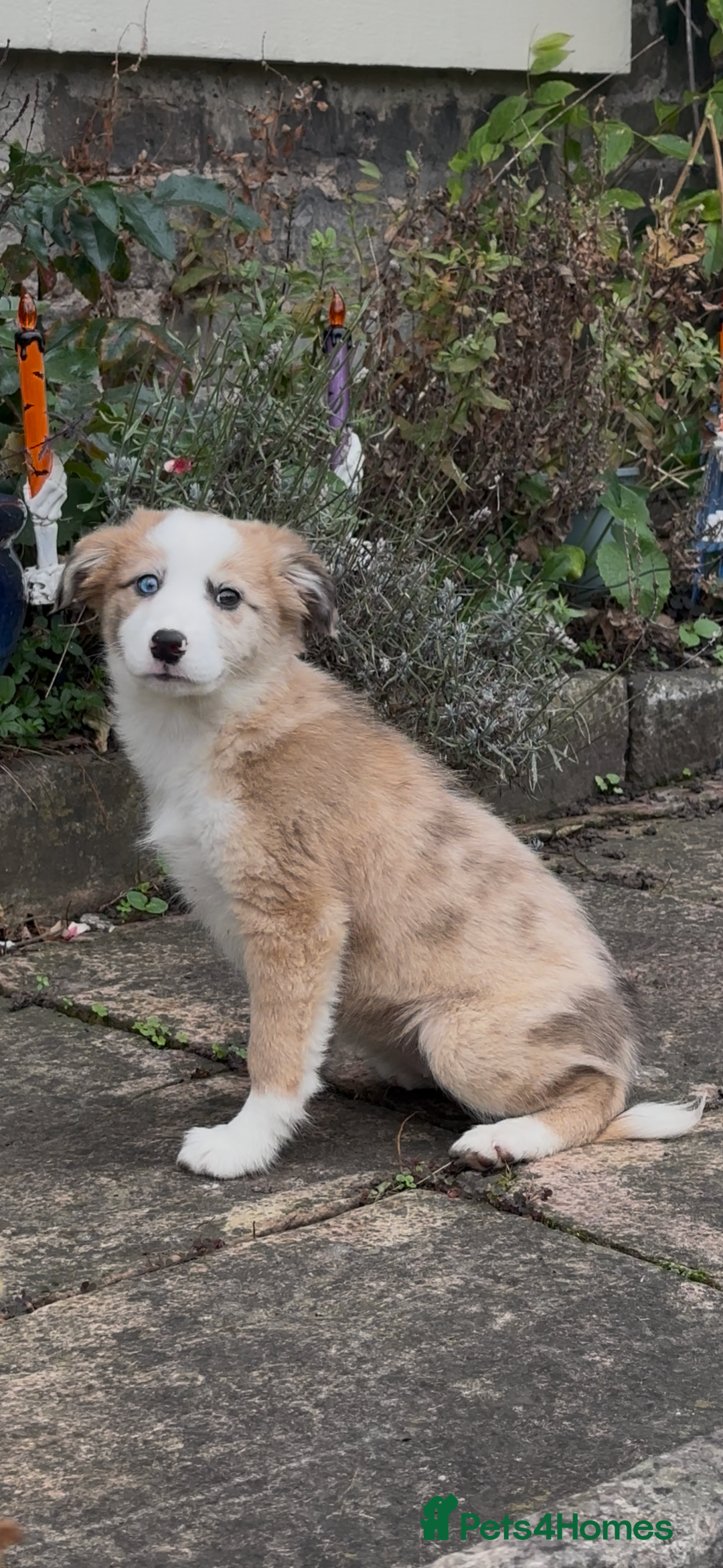 Border Collie dogs for sale: The Best Available  - Image 2