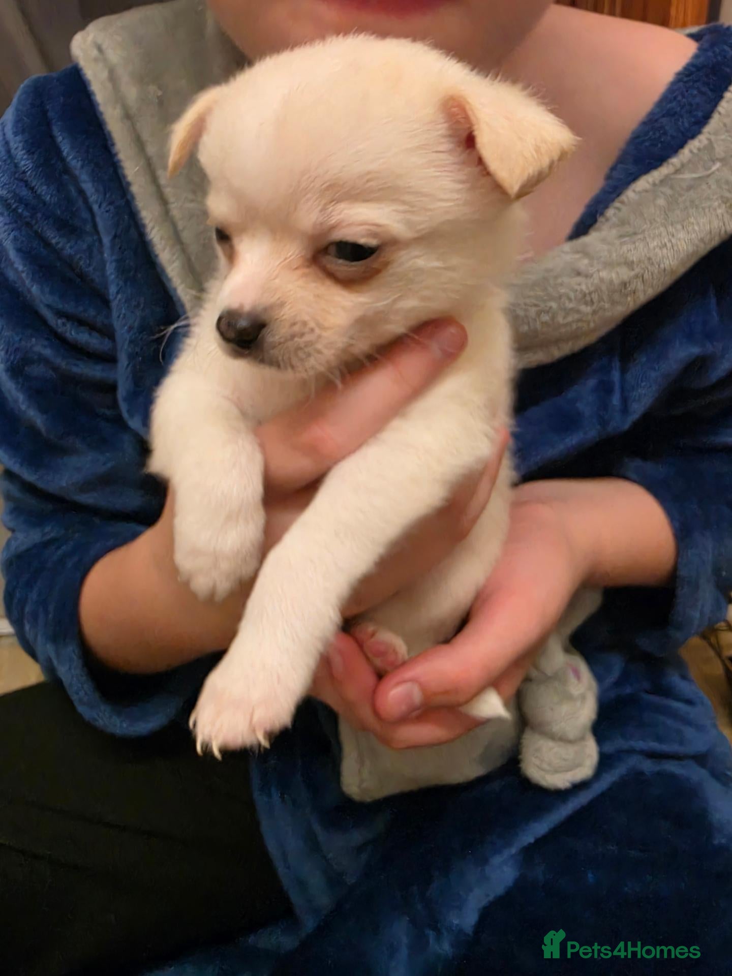 Chihuahua dogs for sale: VERY RARE Brindle/White Chihuahua Puppies - Advert 1