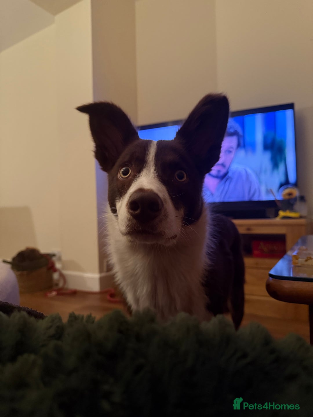Border Collie dogs for sale: 10 month old Pure Border Collie 🐾 - Advert 7