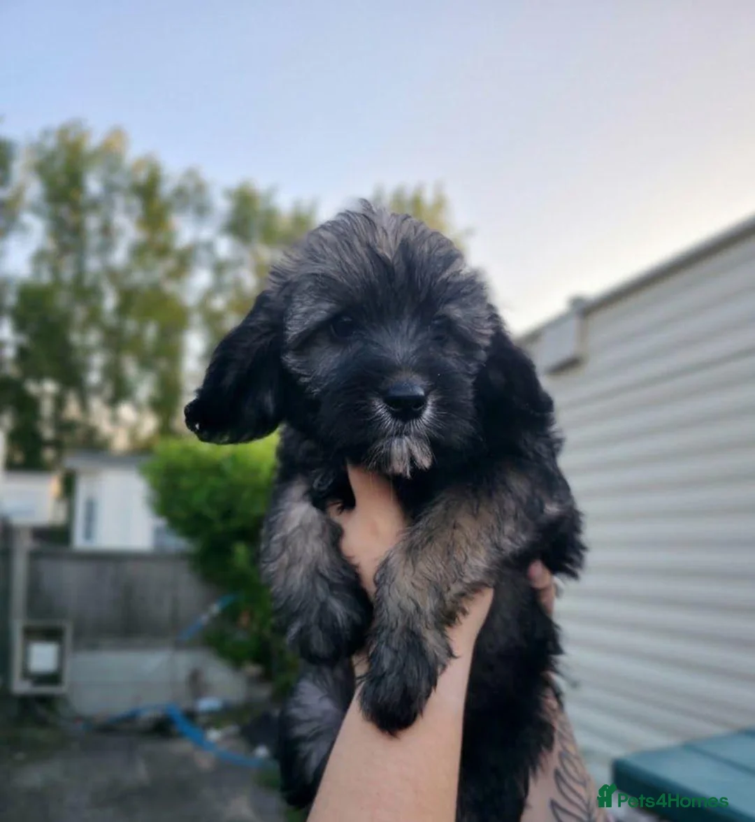 Mixed Breed dogs for sale: Adorable puppies for sale - Advert 11