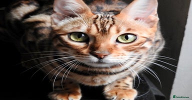 Bengal cats - Advert 14