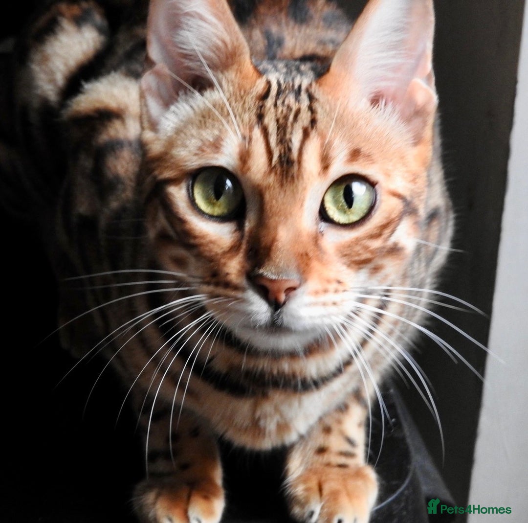 Bengal cats for sale: Stunning Female Bengal For Rehoming - Image 3