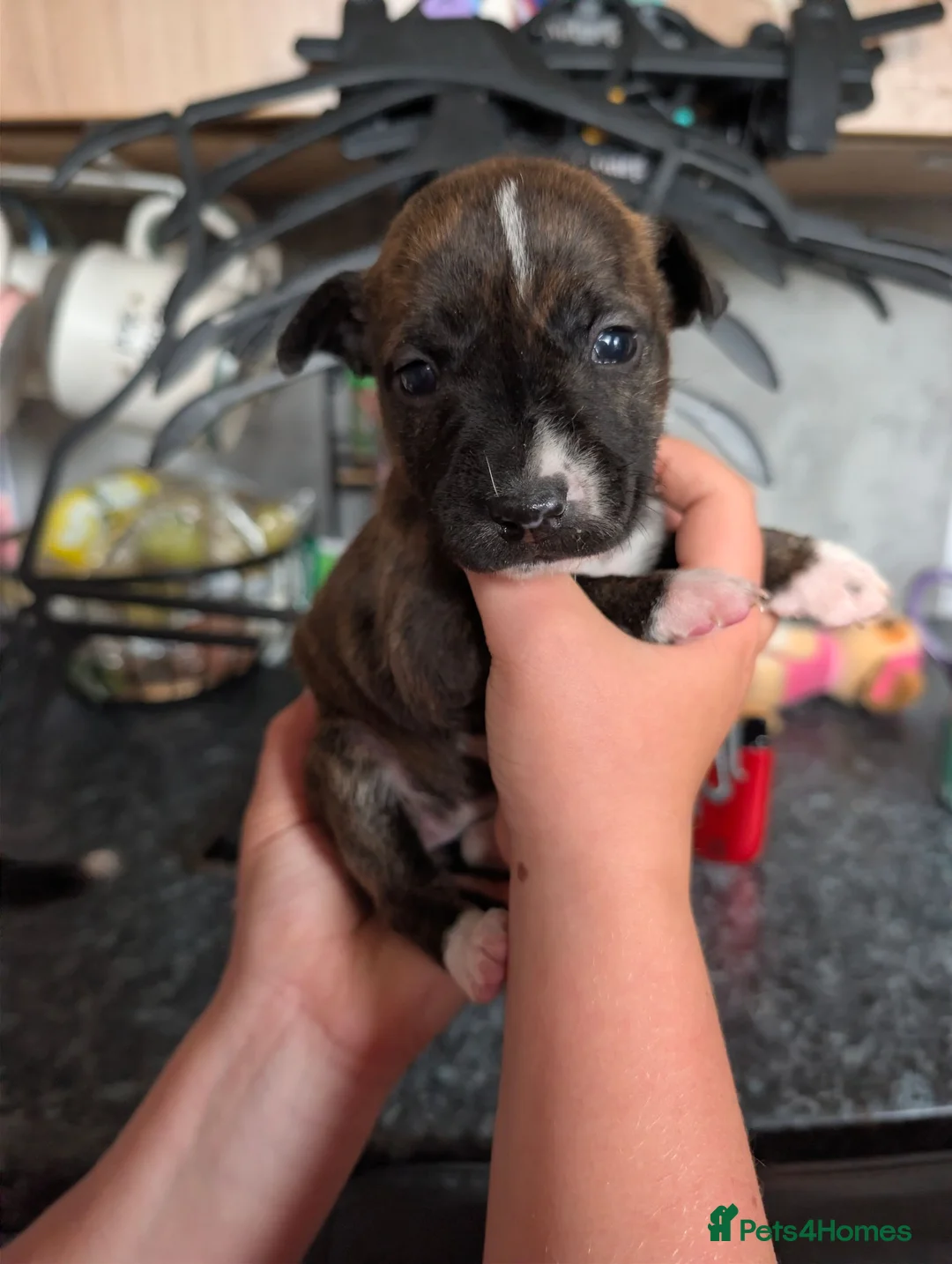 Mixed Breed dogs for sale: **READY NOW**8 staffyxEnglish bull terrier puppies - Advert 25