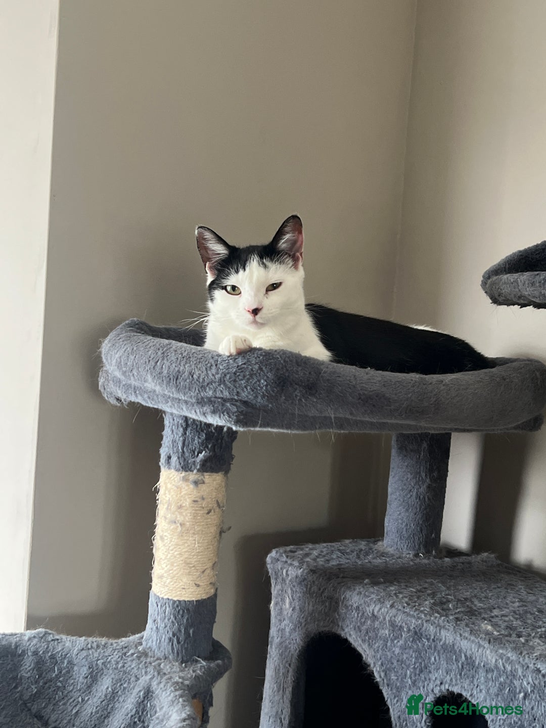 Mixed Breed cats for sale: Black & white tabby cat - Advert 2
