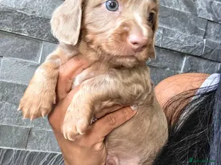 Miniature Dachshund dogs True Long Hair Minature Dachshund - Advert 10