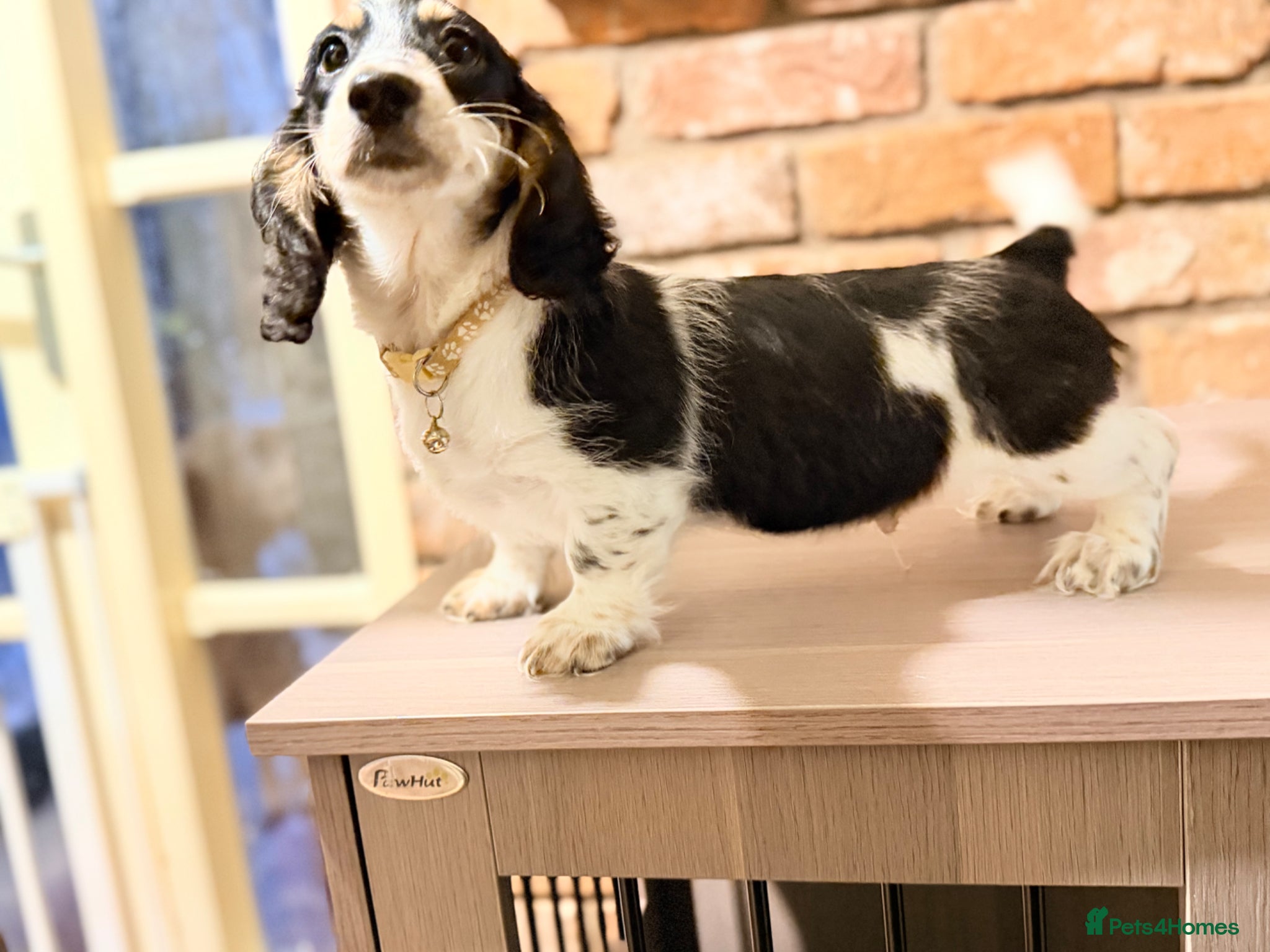 Miniature Dachshund dogs Forever Home Wanted - Advert 1