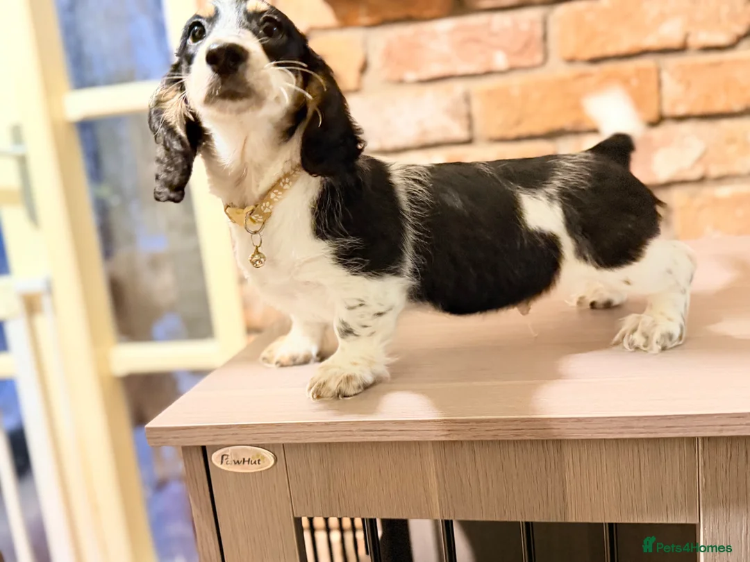 Miniature Dachshund dogs for sale: Forever Home Wanted - Advert 1