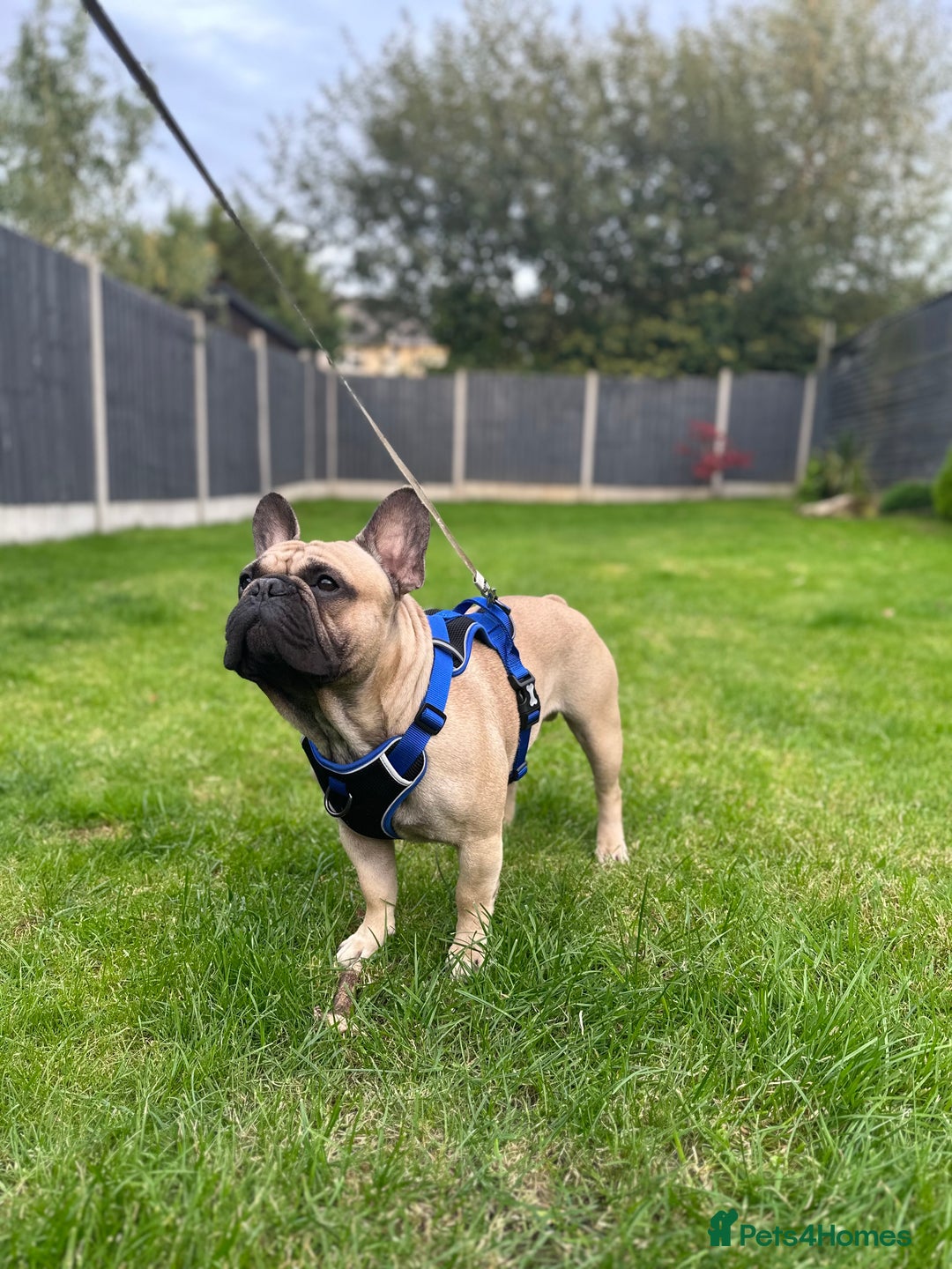 French Bulldog dogs for stud: French bulldog for stud *PROVEN* in Northampton - Image 3