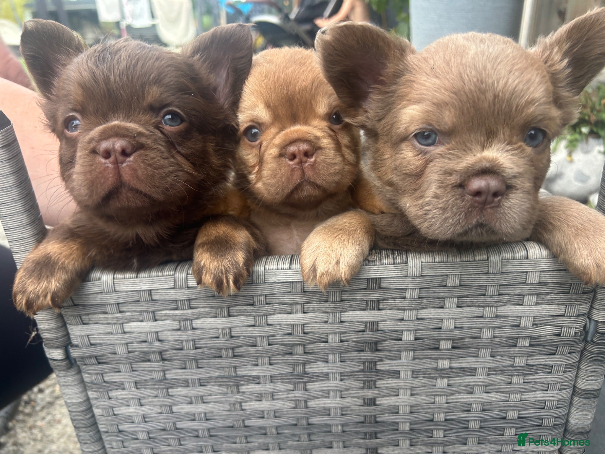 French Bulldog dogs Fluffy Frenchies  - Advert 1