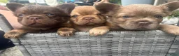 French Bulldog dogs for sale: Fluffy Frenchies 2 girls ready - Advert 11