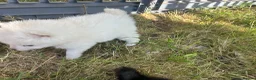 Pomsky dogs for sale: Pomsky puppies  - Advert 9
