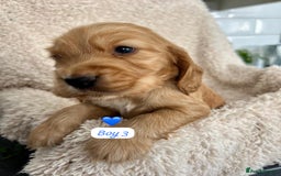 Cocker Spaniel dogs for sale: 🐾 Adorable Cocker Spaniel Puppies for Sale! 🐾  - Image 14