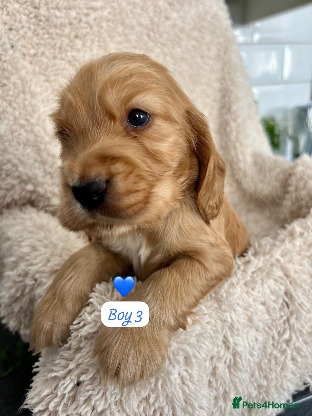 Cocker Spaniel dogs for sale: 🐾 Adorable Cocker Spaniel Puppies for Sale! 🐾  - Image 14