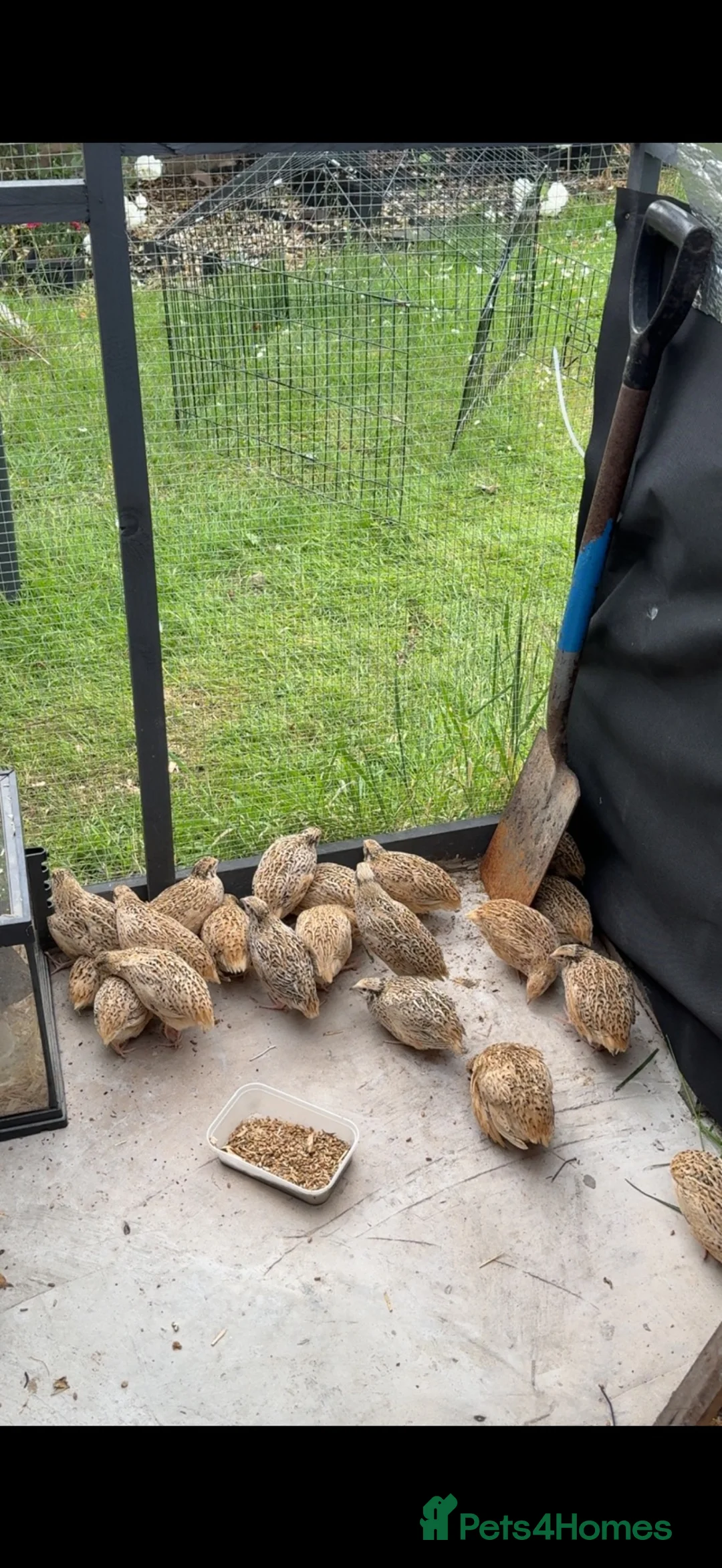 Quail poultry for sale: Quail Breeding group in Cannock - Advert 3