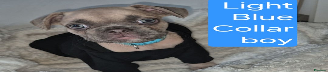 French Bulldog Puppy 2