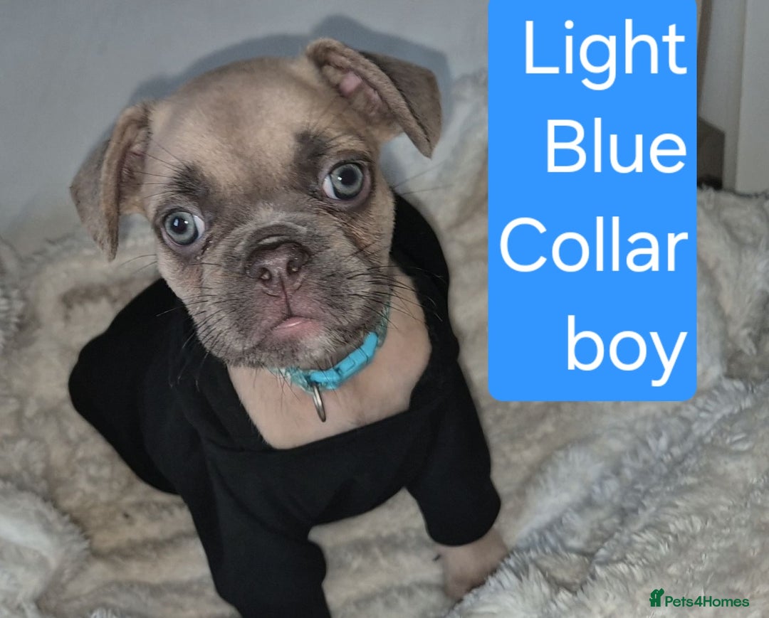 French Bulldog dogs for sale: Beautiful litter of frenchie pups - Image 11
