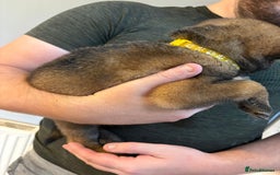 Mixed Breed dogs for sale: Siberian husky cross belgian malinois - Image 2