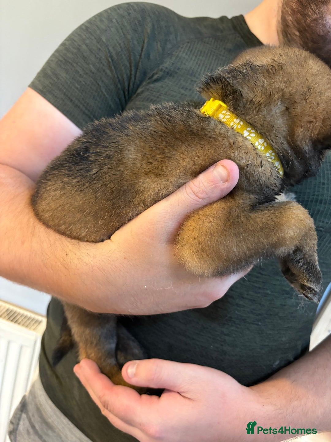 Mixed Breed dogs for sale: Siberian husky cross belgian malinois - Image 2
