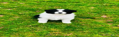 Border Collie 3