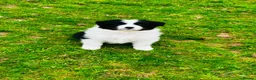 Border Collie dogs for sale: Outstanding border collie puppies  - Advert 5