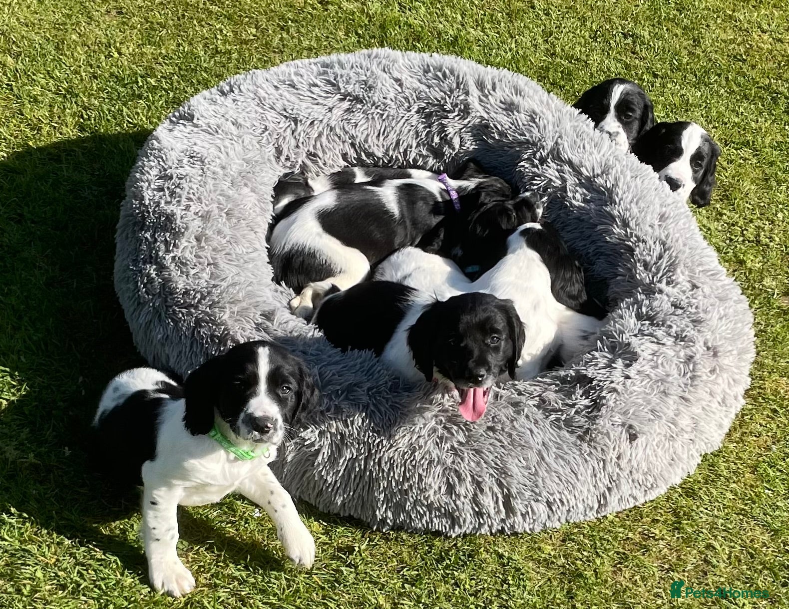 English Springer Spaniel dogs Springer Spaniel Puppies  - Advert 1