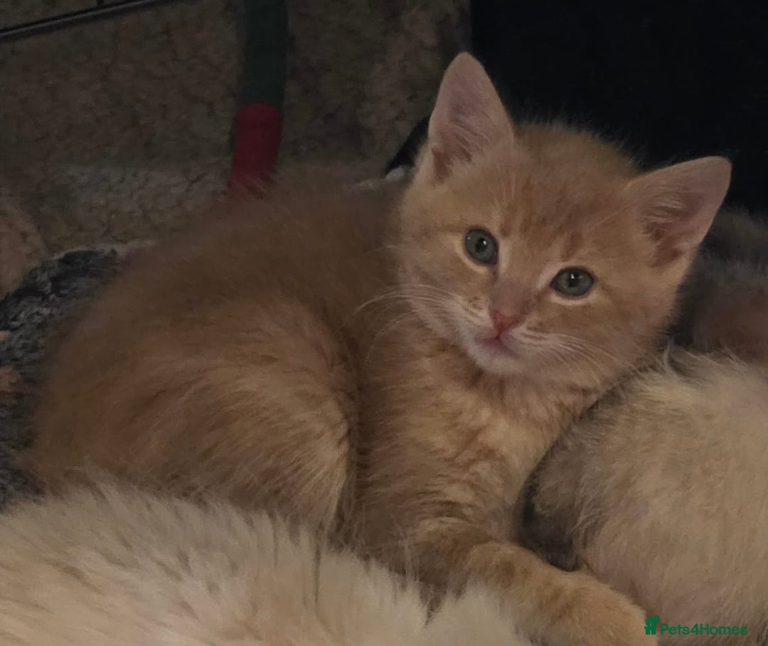 Ragdoll cats for sale: Sealpoint x kittens - Image 11