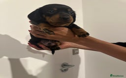 Miniature Dachshund dogs for sale: ✨Mini Smooth Hair Dachshund Ready 18/10/2025 ✨ - Image 4
