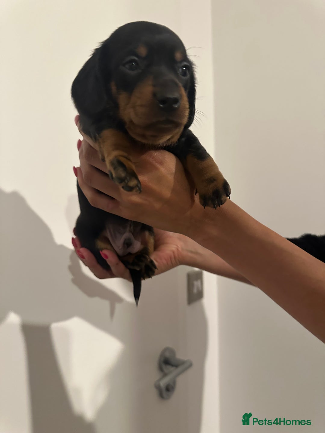 Miniature Dachshund dogs for sale: ✨Mini Smooth Hair Dachshund Ready 18/10/2025 ✨ - Image 4