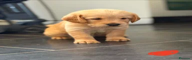 Labradoodle 1