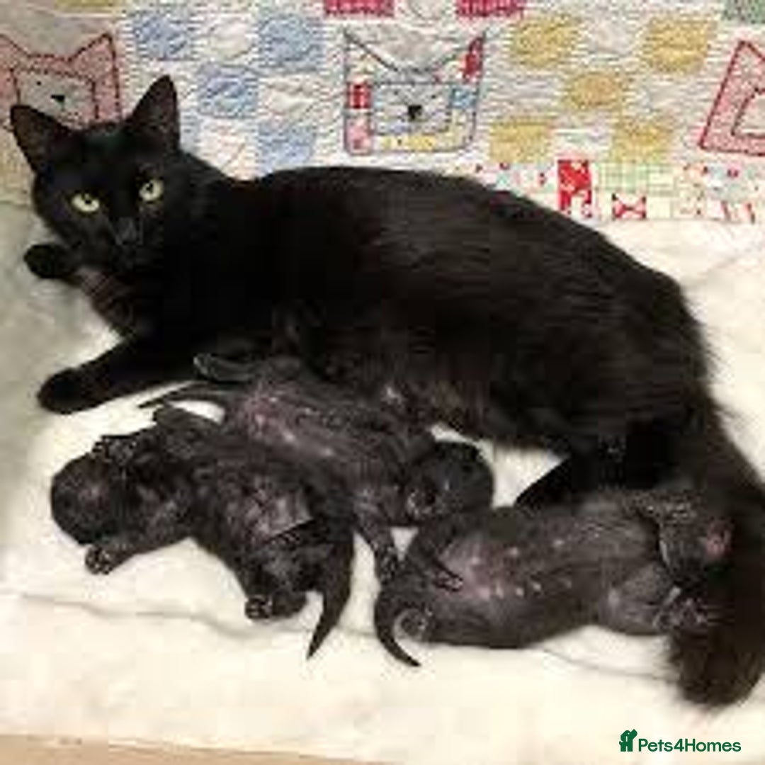 British Shorthair cats for sale: Playful adorable kittens - Advert 1